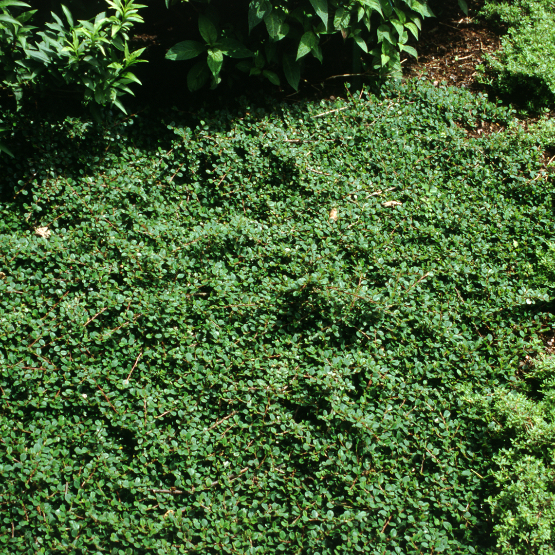Thick carpet of Cotoneaster Coral Beauty in landscape
