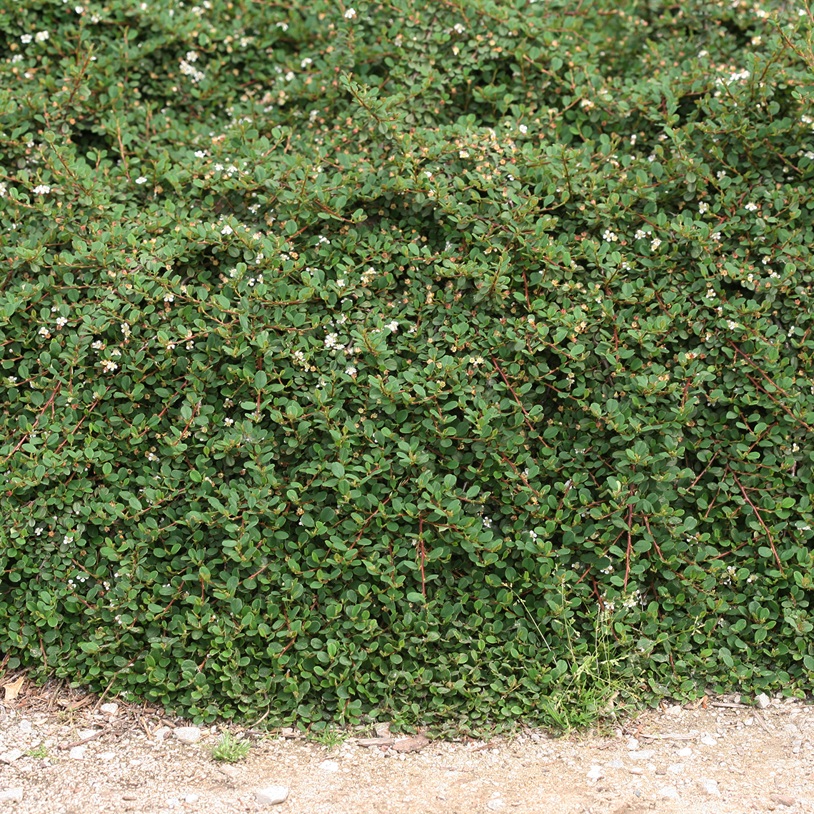 Thick blanket of flowering Little Dipper Cotoneaster