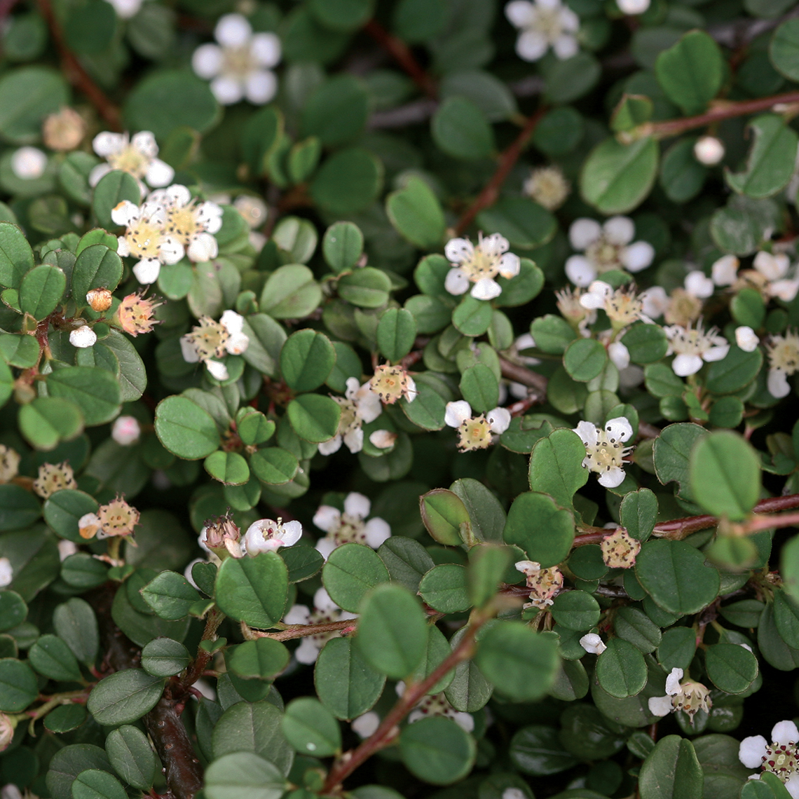 Close up of white flowering Little Dipper Cotoneaster