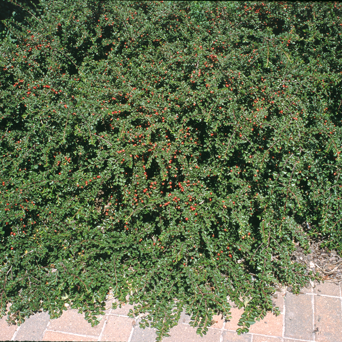 Cotoneaster apiculatus with glossy green foliage and dots of red berries draping over brick pavers