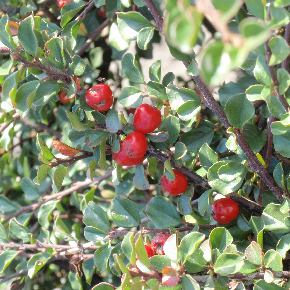 Close up of bright red Cotoneaster apiculatus fruit