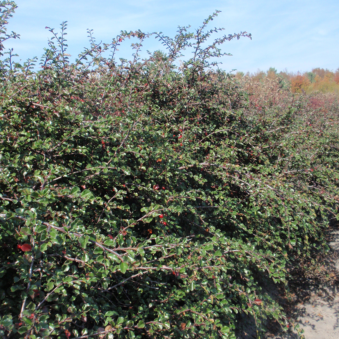 Row of Cotoneaster apiculatus in growing field