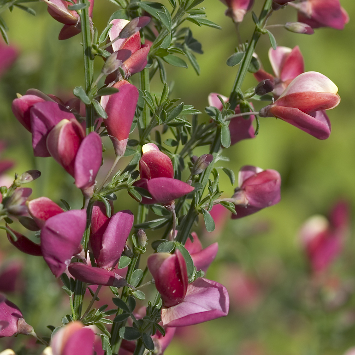 Close up of deep pink and red Cytisus Burkwoodii flowers