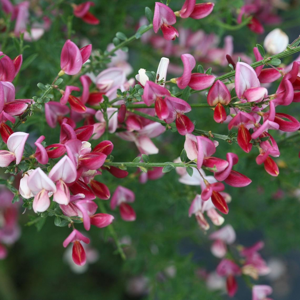 close up of Tricolored rose-pink blooms of Cytisus Hollandia