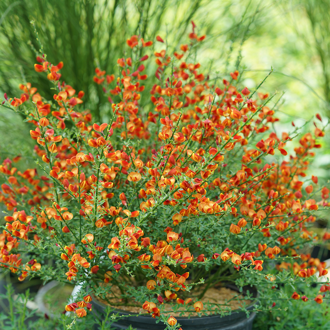 Blooming Cytisus Lena in a black pot in greenhouse