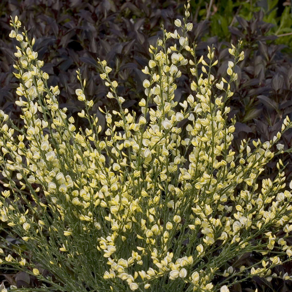 Upright branches of Cytisus Moonlight covered in pale yellow flowers