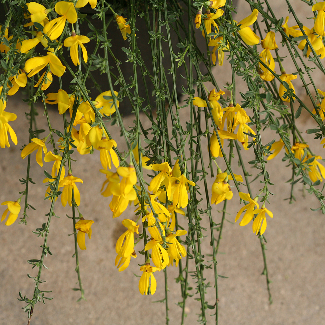 Draping branches of Sister Golden Hair Cytisus with yellow flowers and small foliage