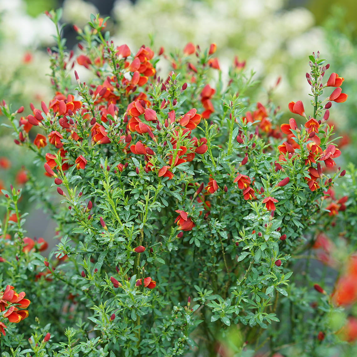 Upright branches of Sister Redhead Cytisus dotted with red blooms