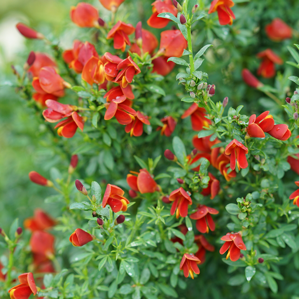 Close up of red Sister Redhead Cytisus flowers with yellow tips