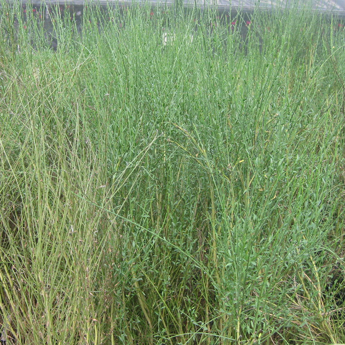 green Foliage of Cytisus purgans in landscape