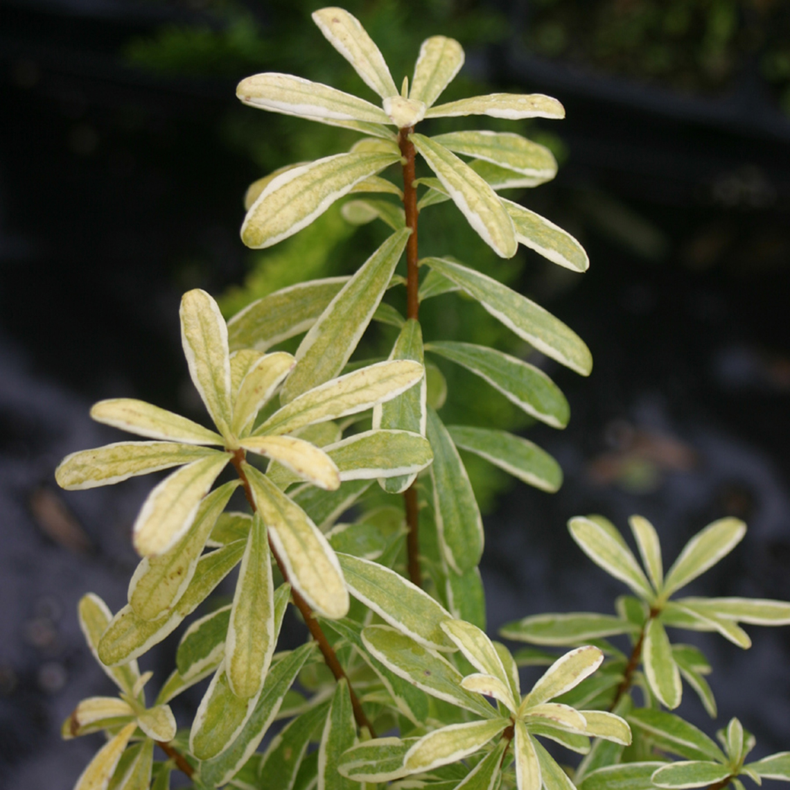 Close up of yellow and lime green Gold Dust Daphne foliage