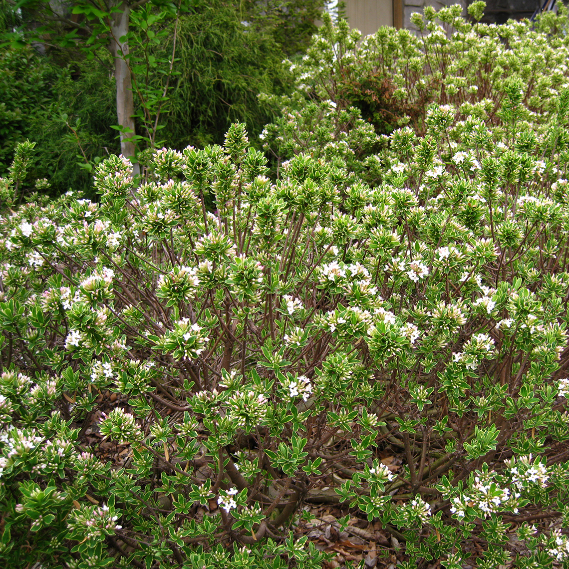 White blooms on Gold Dust Daphne in the landscape