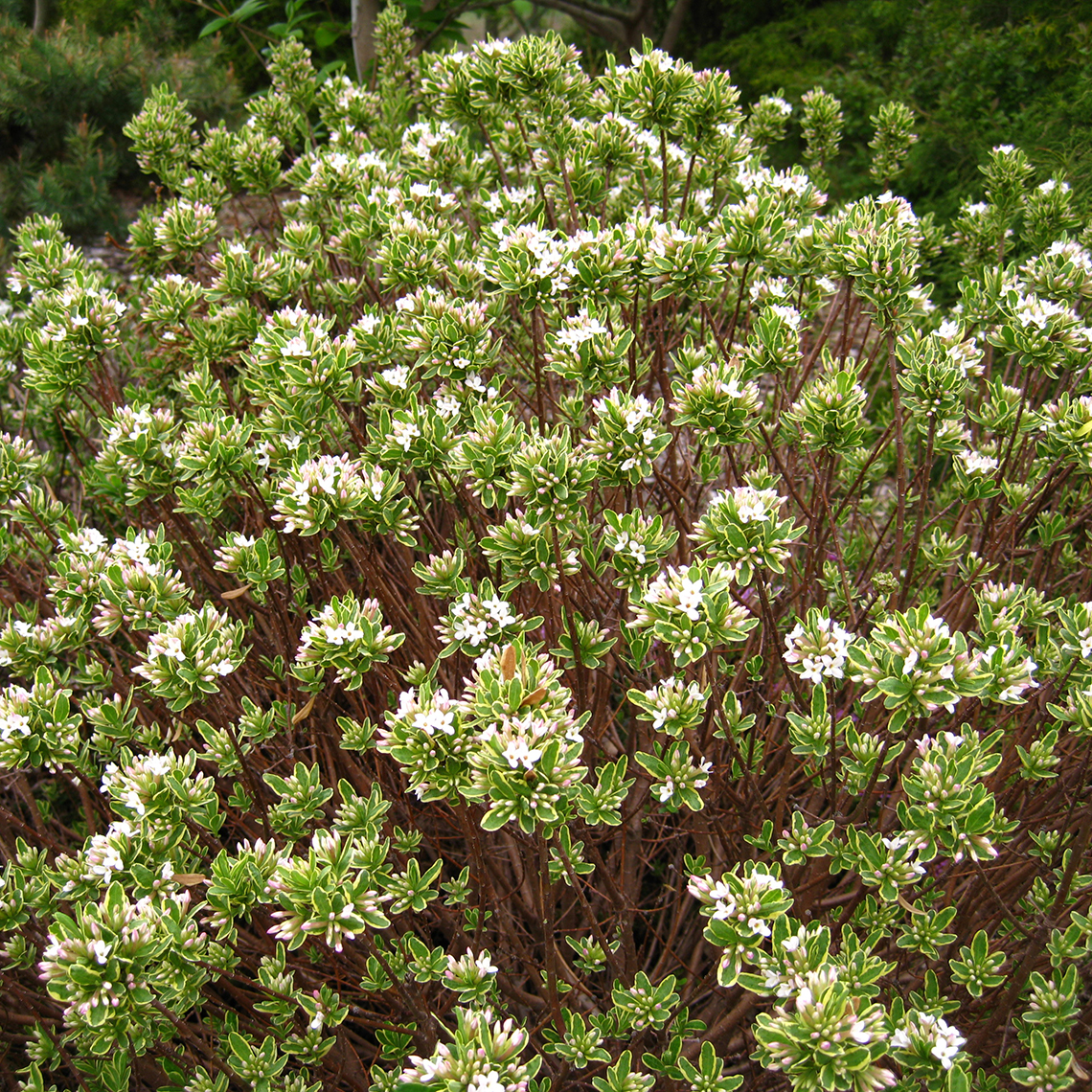 Silver Edge Daphne white blooms and green foliage in the landscape
