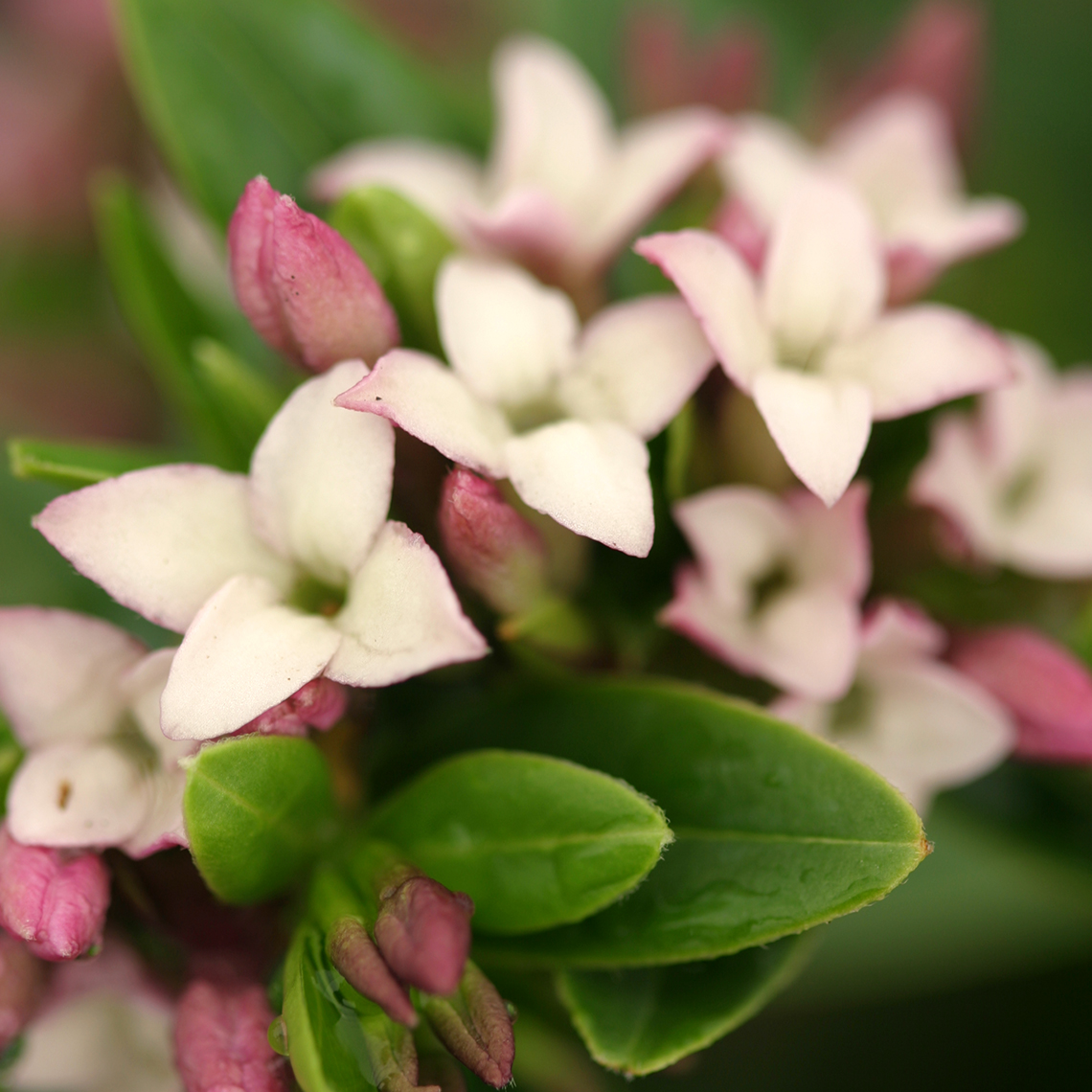Close up of tanguitica Daphne pink and white blooms