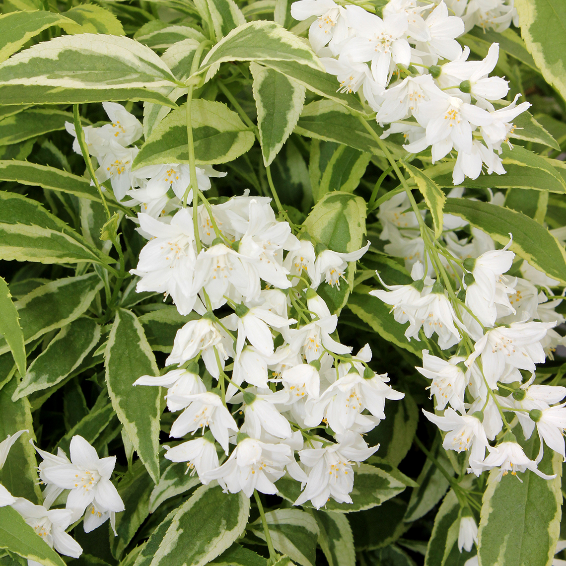 Close up of Crème Fraiche Deutzia white blooms