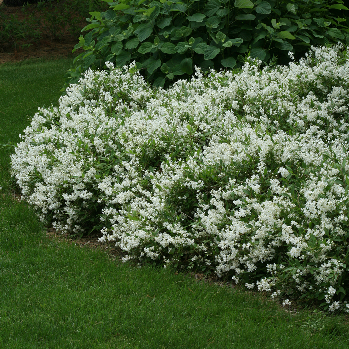 Row of Nikko Deutzia with white blooms in the landscape