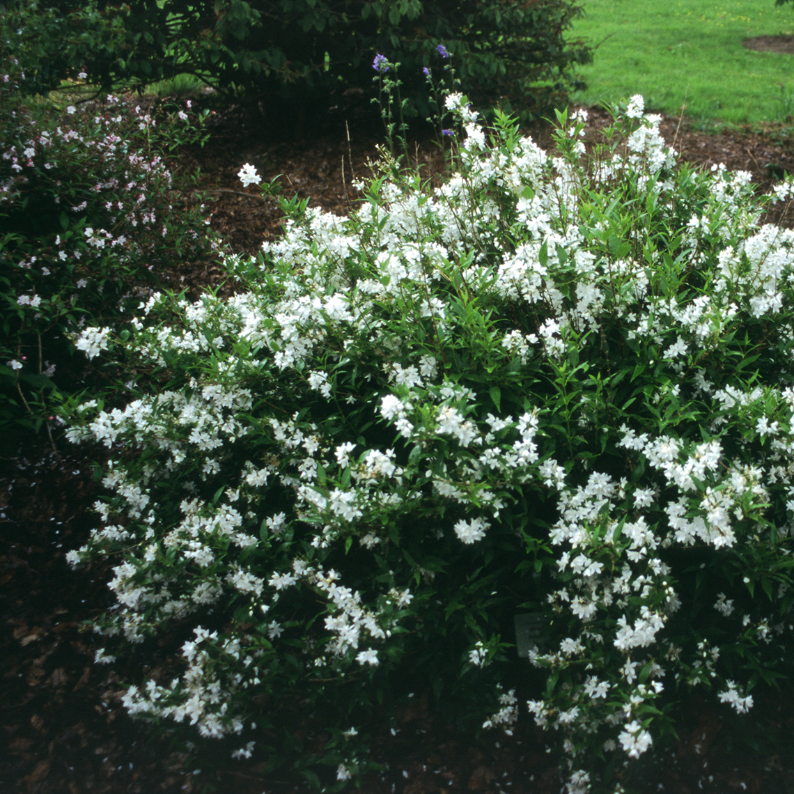 Nikko Deutzia with heavy white bloom set