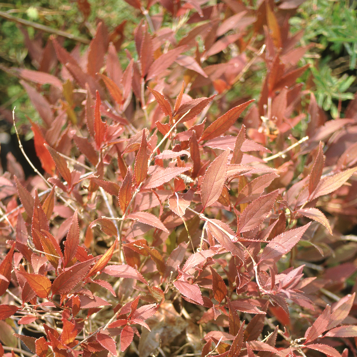 close up of Nikko Deutzia orange fall foliage color