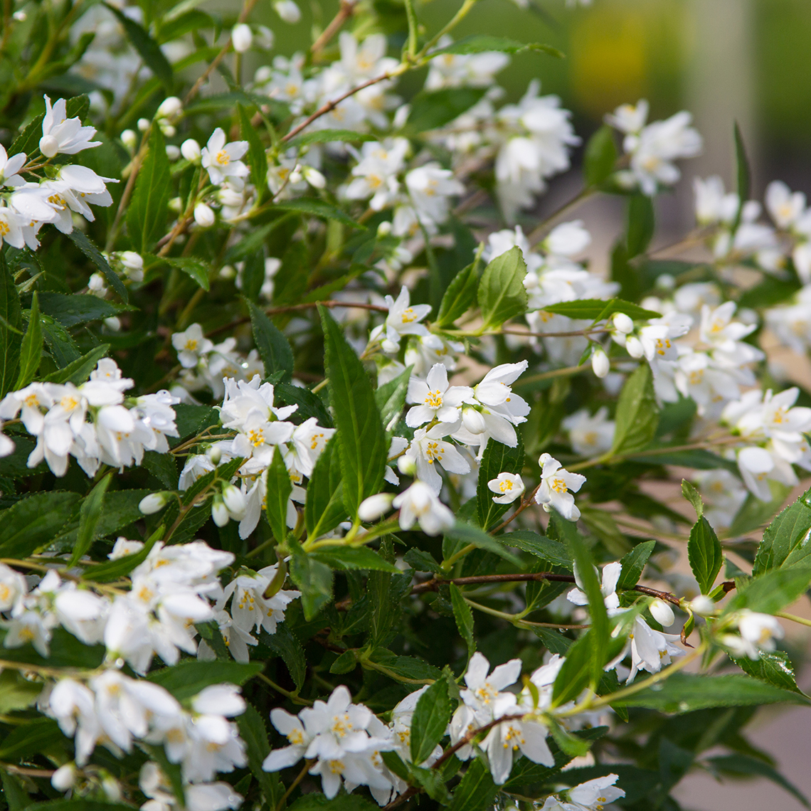Close up of white Yuki Snowflake Deutzia blooms