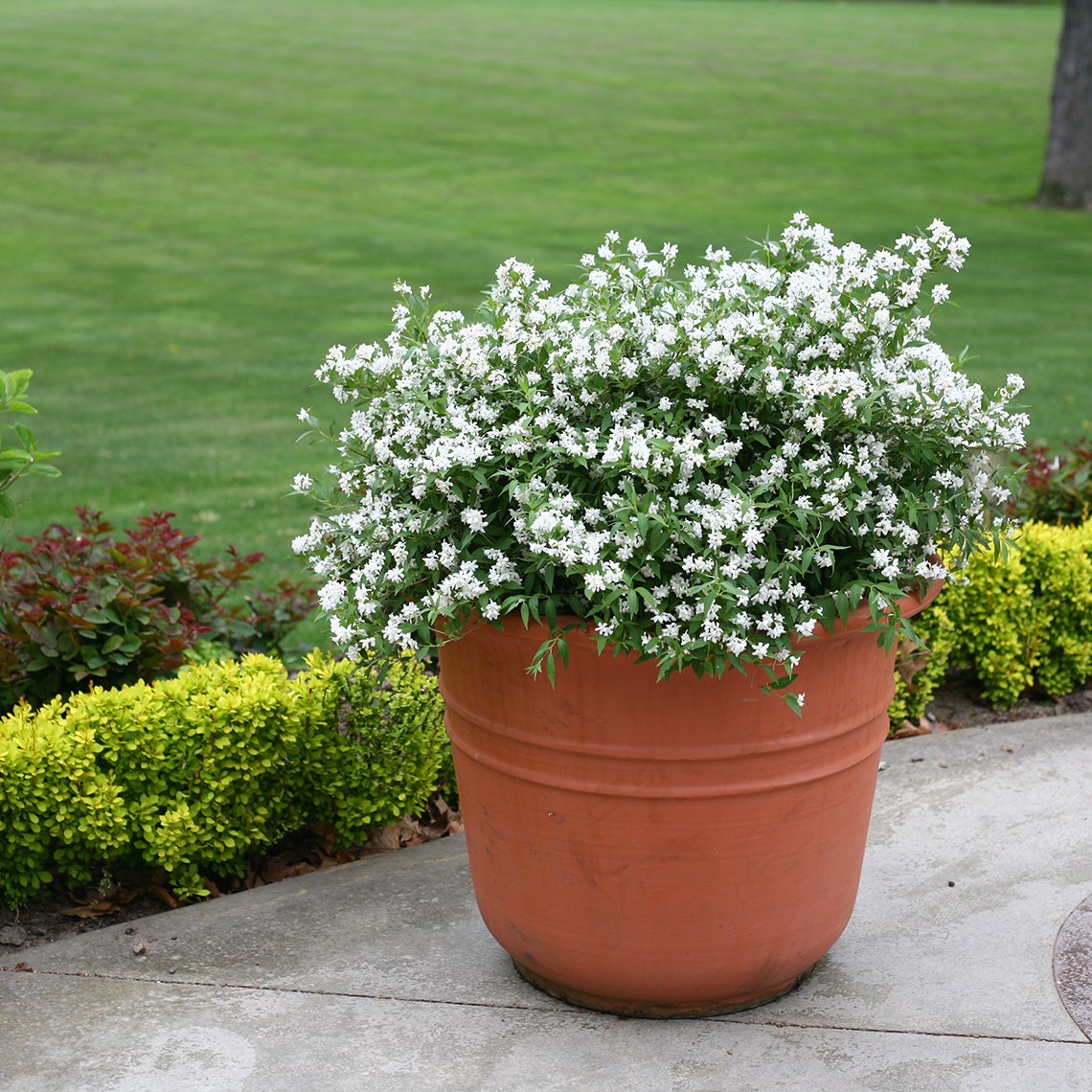 Yuki Snowflake Deutzia blooming in a container on a patio