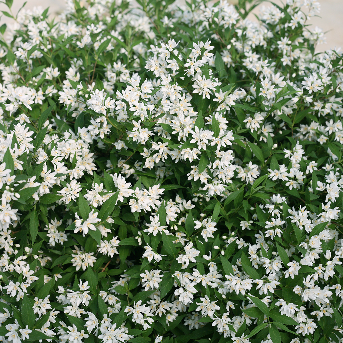 Abundant white blooms on Yuki Snowflake Deutzia