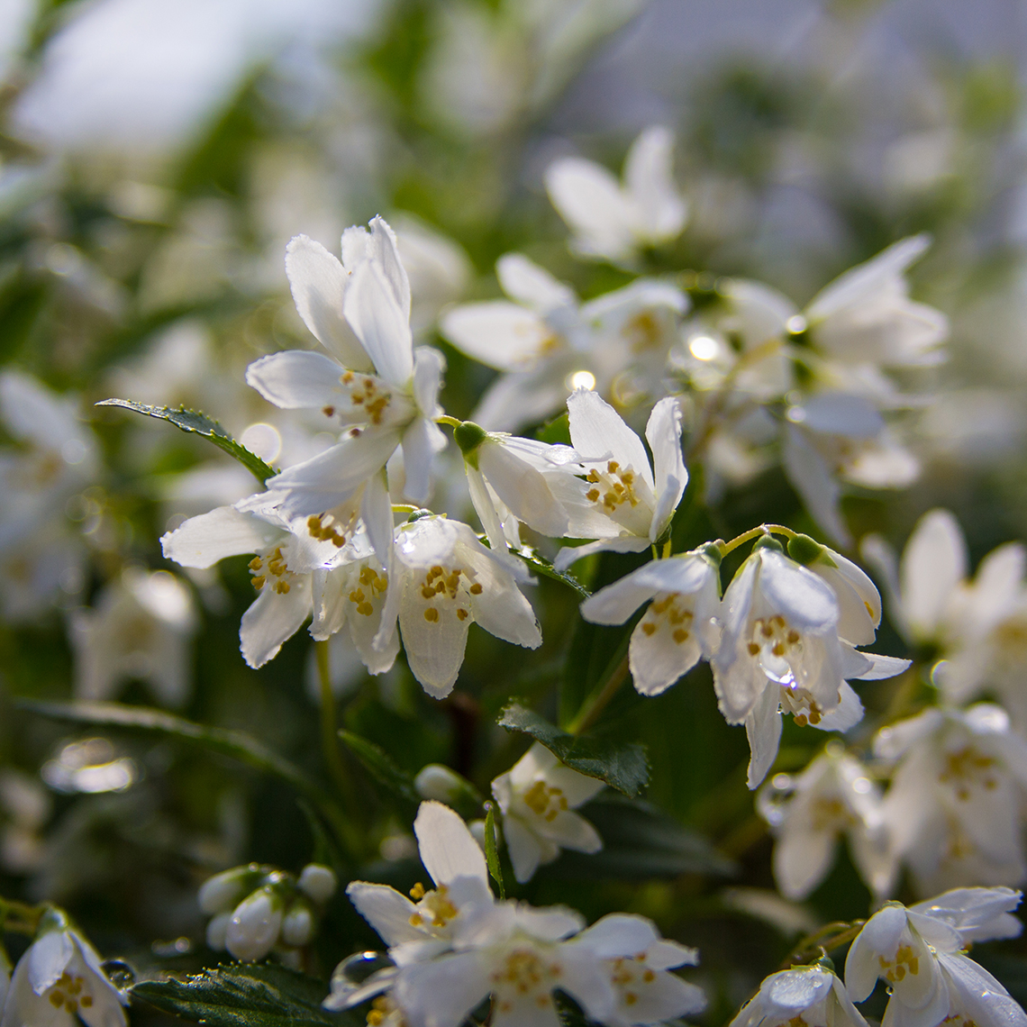 Close up of white Yuki Snowflake Deutzia blooms