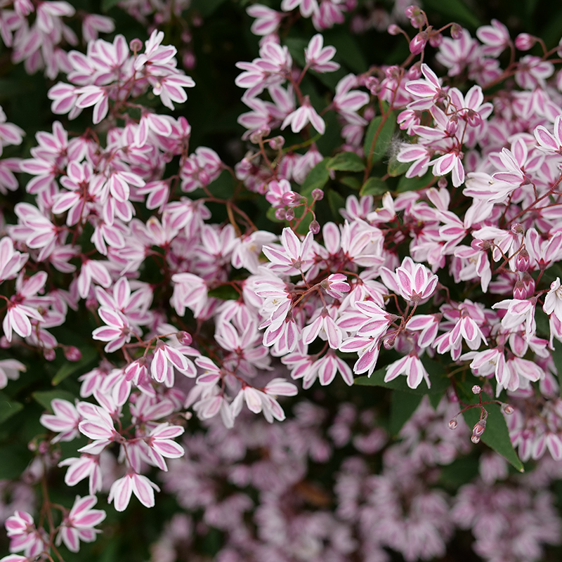 Close up of the pink flowers of Yuki Kabuki Deutzia 