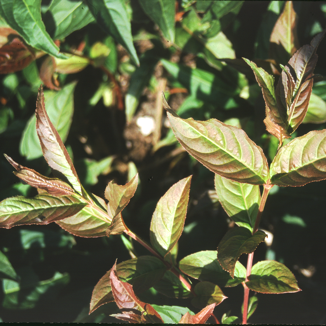 Close up of Copper Diervilla red to green foliage