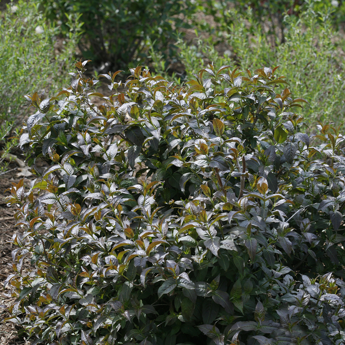Kodiak Black Diervilla in the landscape