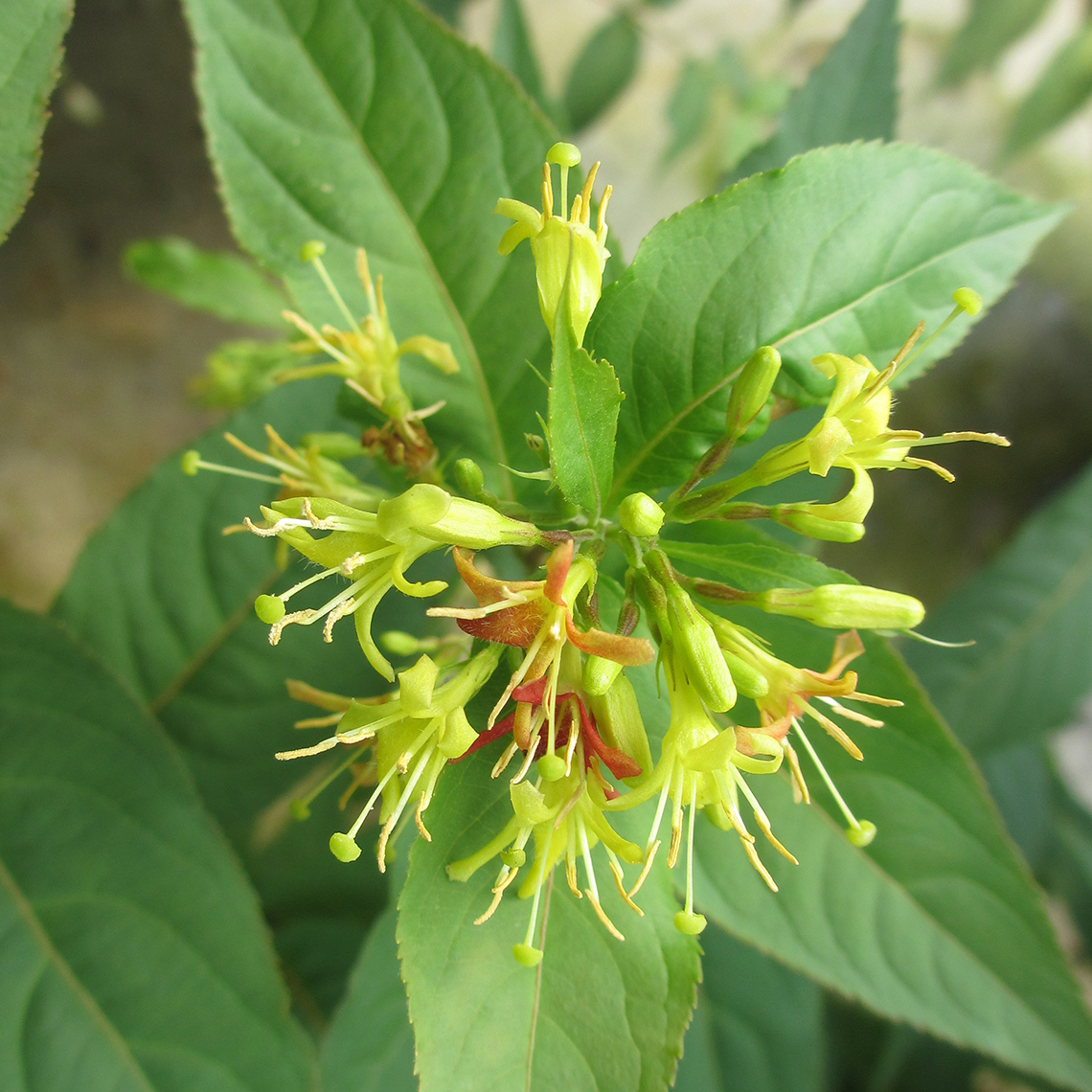 Close up of Kodiak Red Diervilla bloom and green foliage
