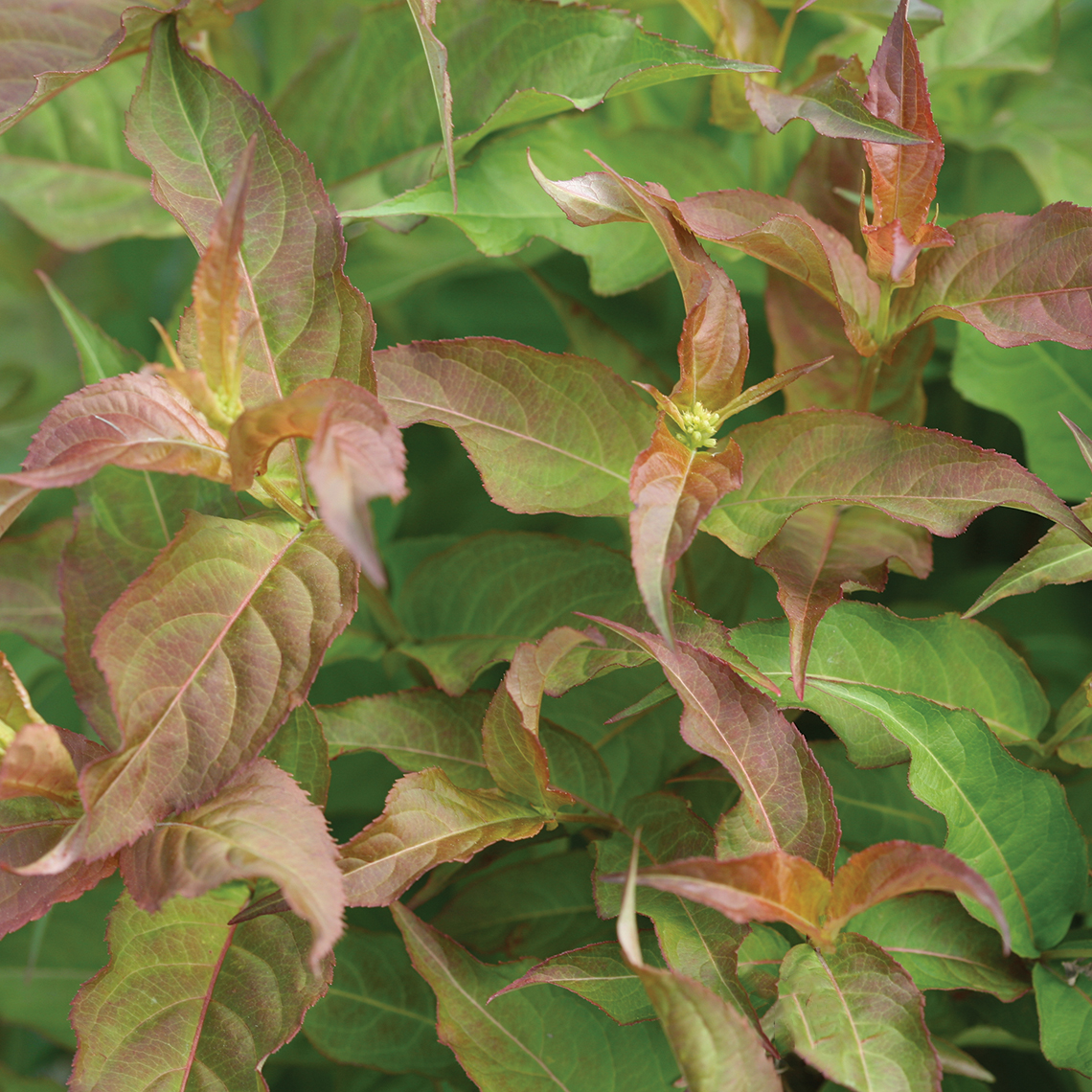 Close up of Kodiak Red Diervilla green and red foliage