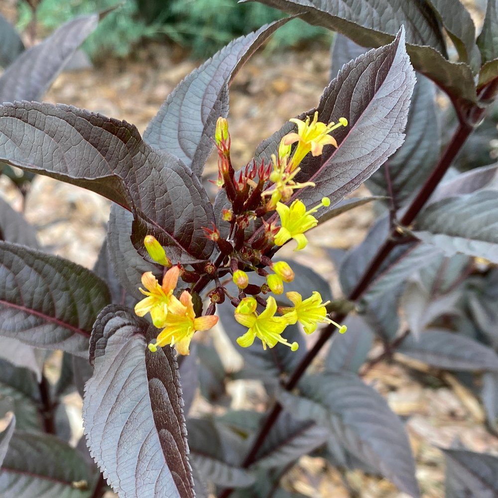 Kodiak Jet Black diervilla with several bright yellow flowers and black foliage