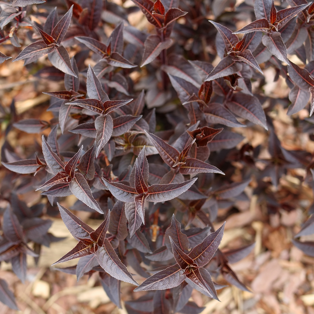 The deep purple black foliage of Kodiak Jet Black diervilla in spring when it emerges. 