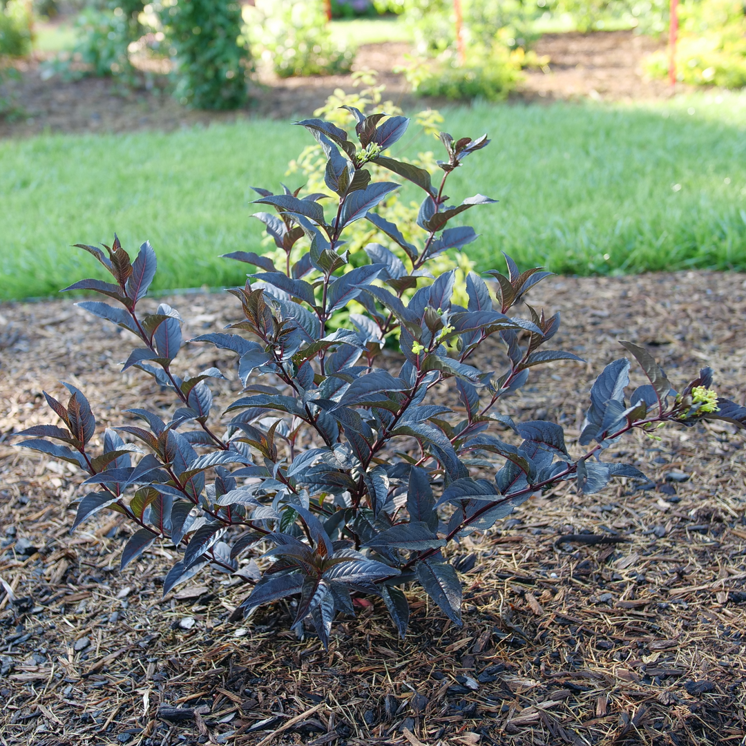 A specimen of Kodiak Jet Black diervilla in the landscape, showing its deep black foliage.