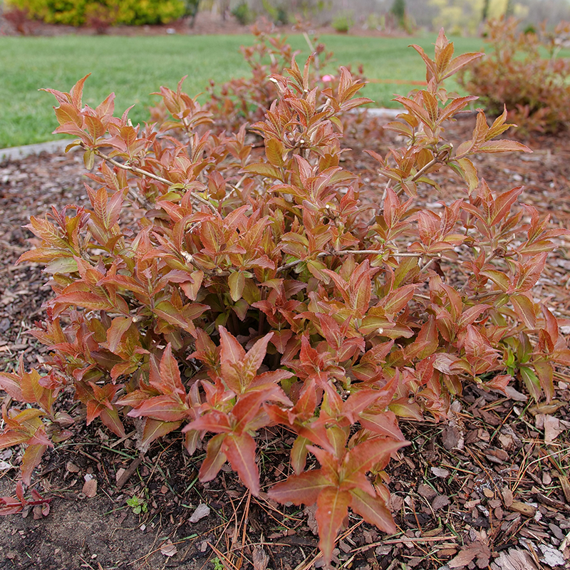 Kodiak Red 2.0 diervilla with vibrant red foliage in a landscape