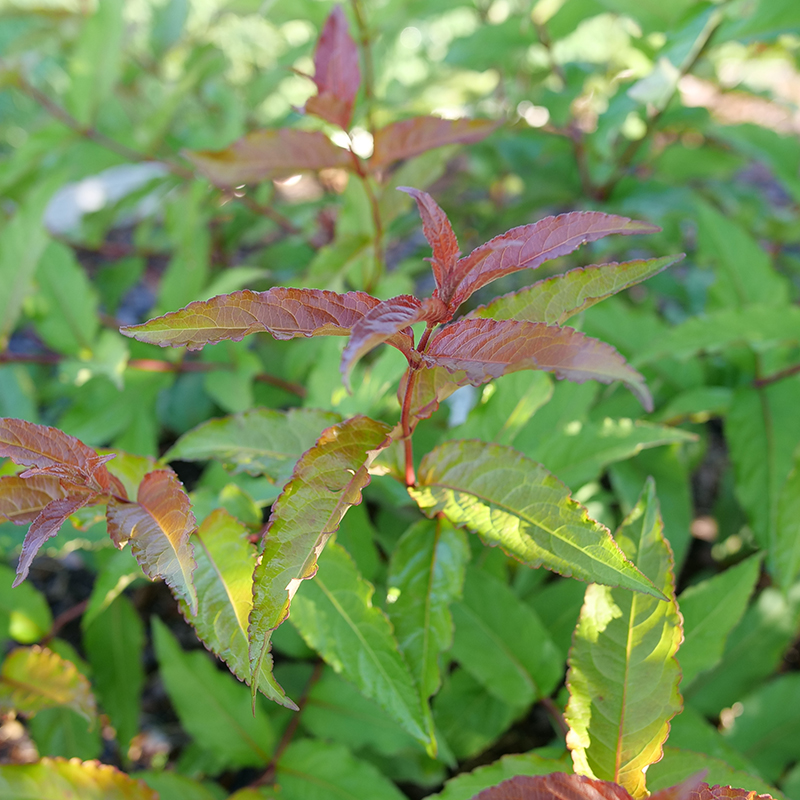Close up of the foliage of Kodiak Red 2.0 diervilla