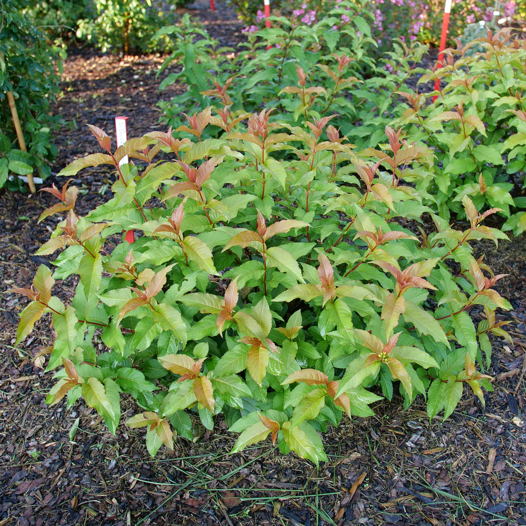 A specimen of Kodiak Spiced diervilla growing in a landscape showing its orange new growth and attractive rounded habit. 