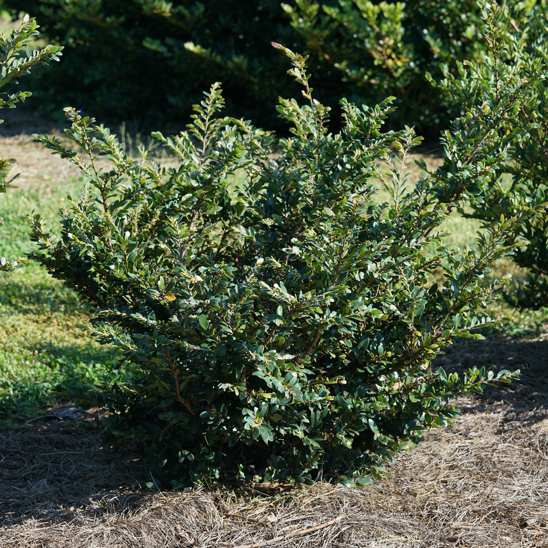 A broadleaf evergreen with deep blue green foliage grows in a landscape surrounded by pine needles. 