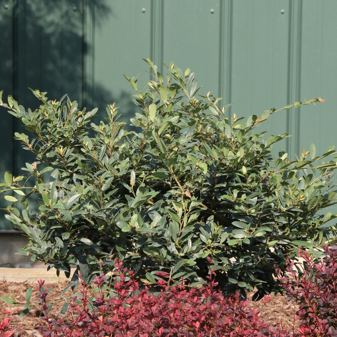 Buckhead Bold distylium with blue-green foliage grows behind red barberry 