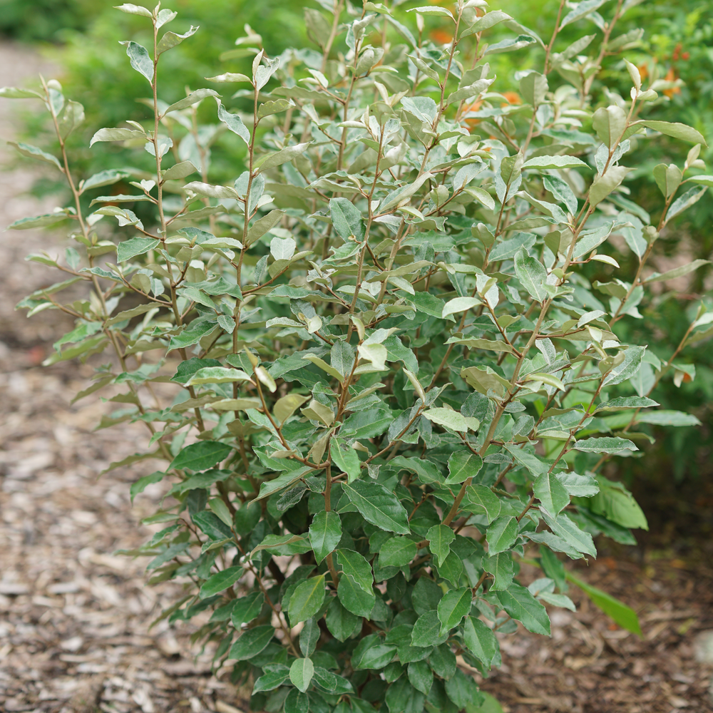 Compact thornless Mr. Smooth Seedless silverthorn with light green foliage in a landscape. 