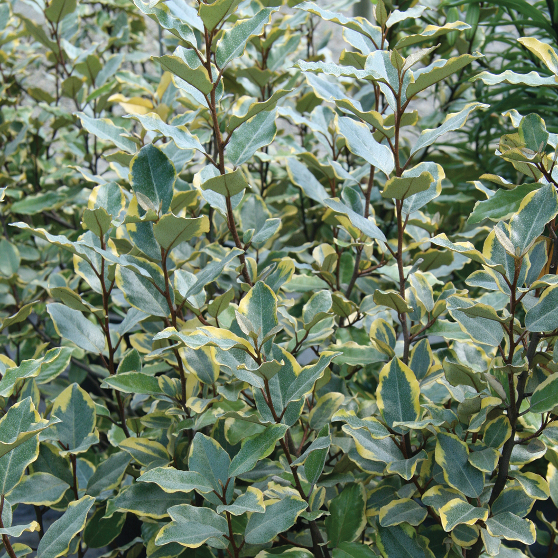 Close up of Olive Martini Eleagnus yellow and green variegated foliage
