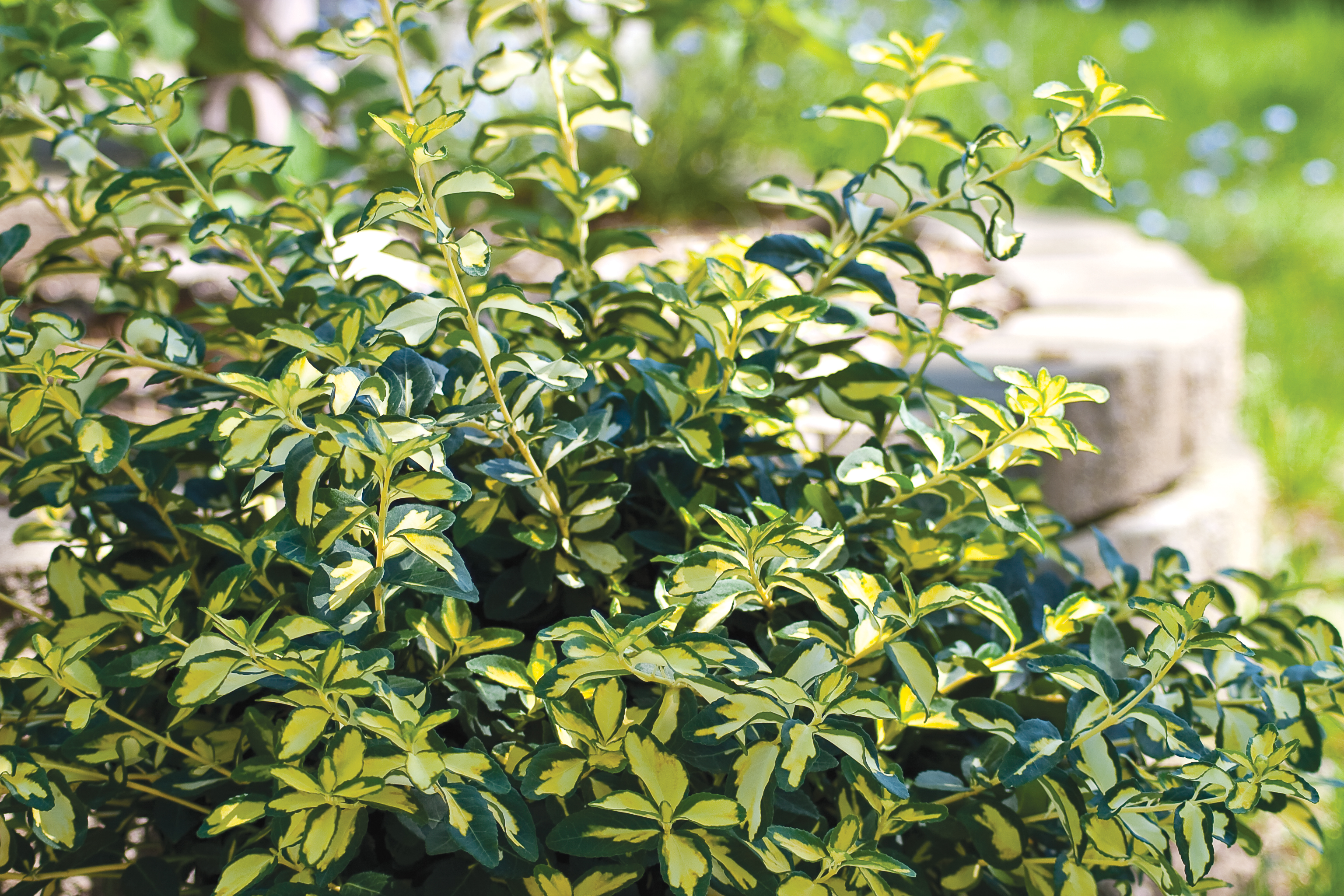 Close up of the yellow and green variegated Blondy Euonymus foliage