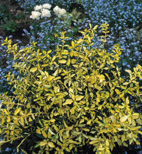 mounded Blondy Euonymus in the landscape