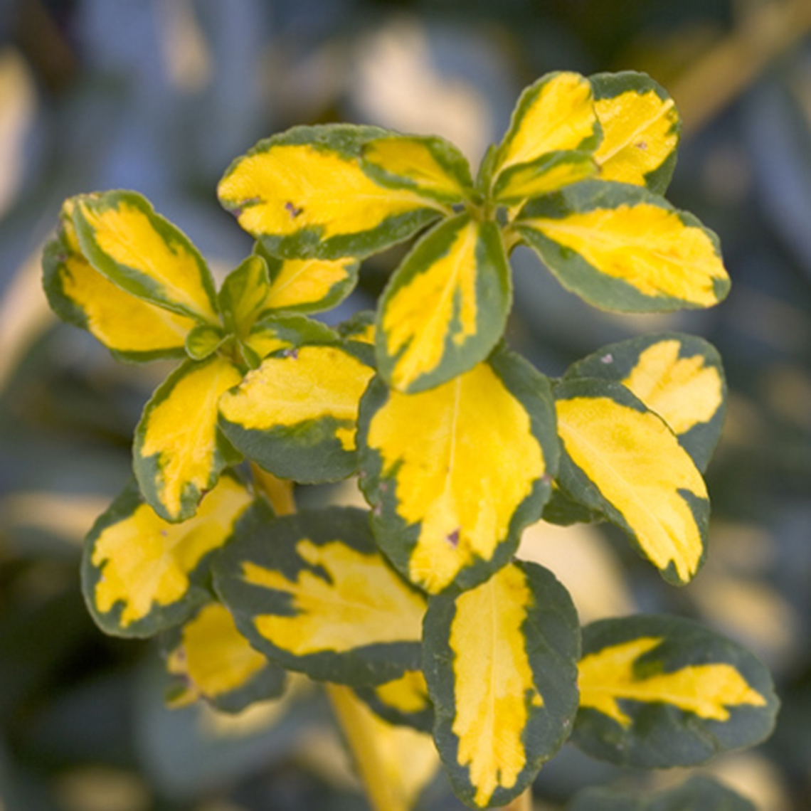 Close up of yellow and dark green variegated Blondy Euonymus foliage