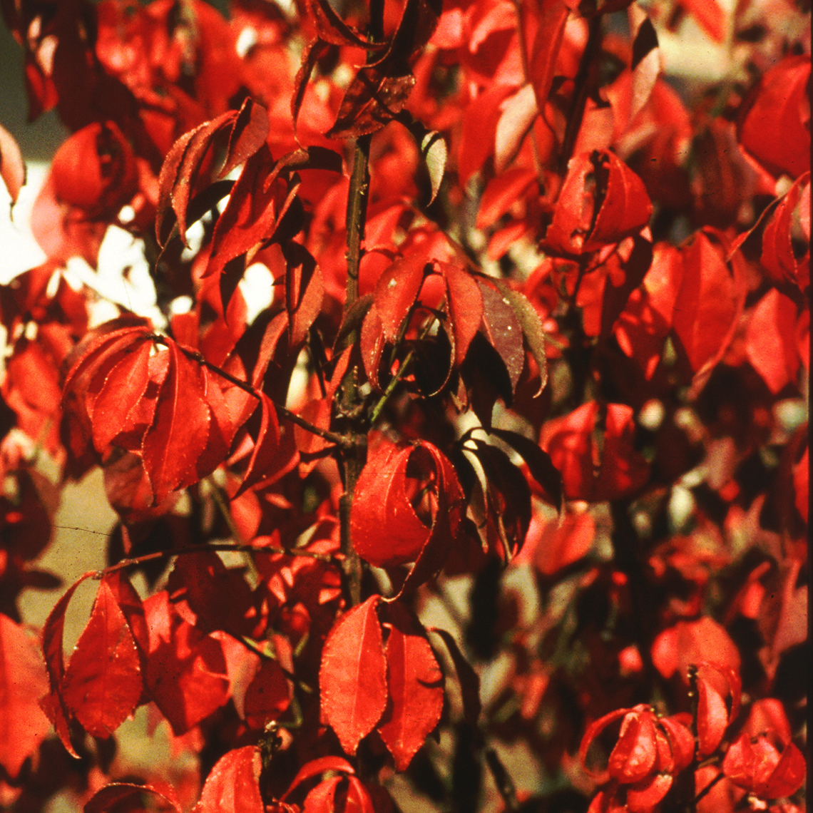 Close up of Chicago Fire Euonymus vibrant red foliage
