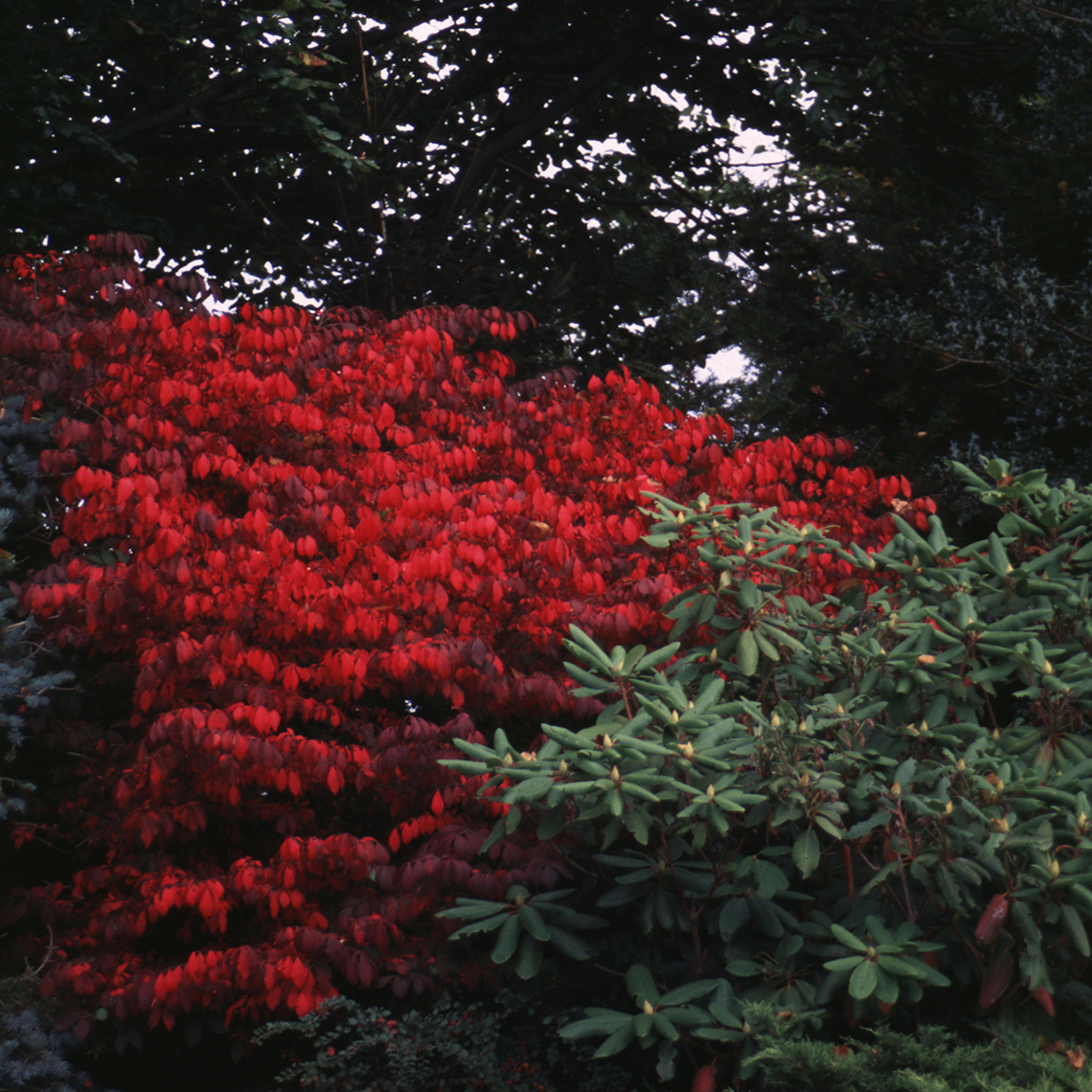 Compactus Euonymus bright red foliage in the landscape