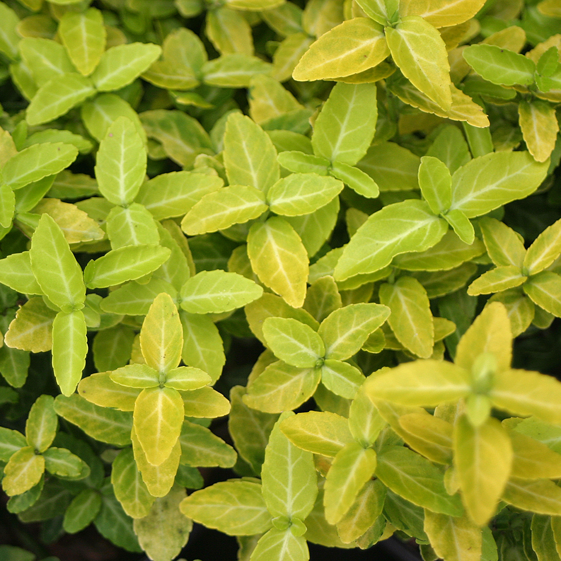 Close up of Goldy Euonymus foliage