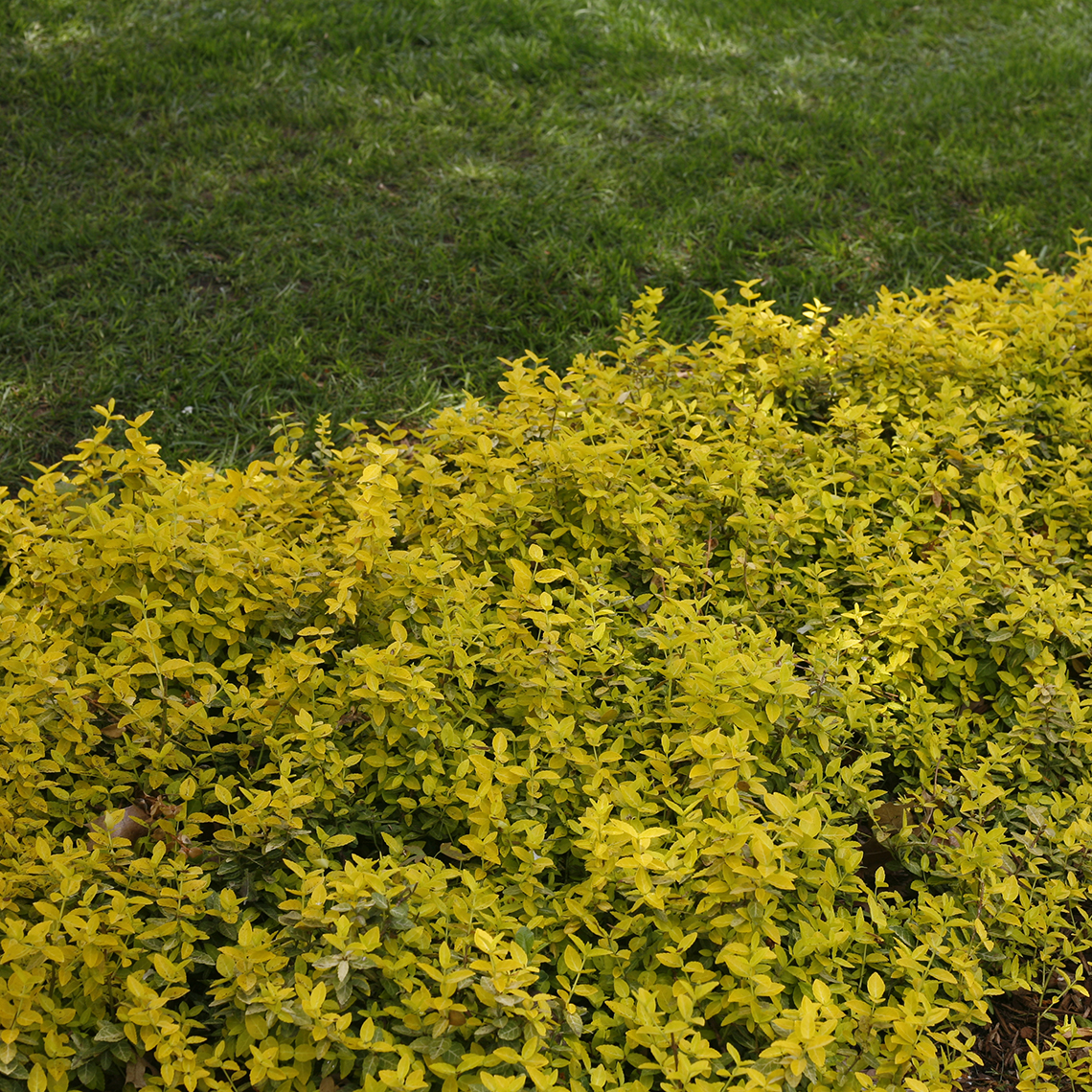 Goldy Euonymus in the landscape next to grass