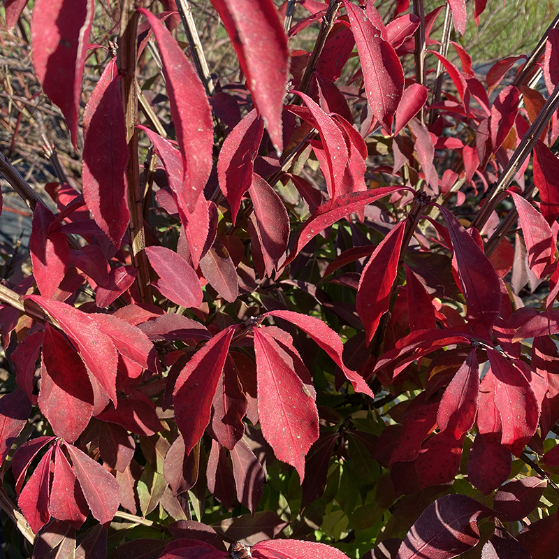 Close up of the red fall foliage of Fire Ball Seedless burning bush