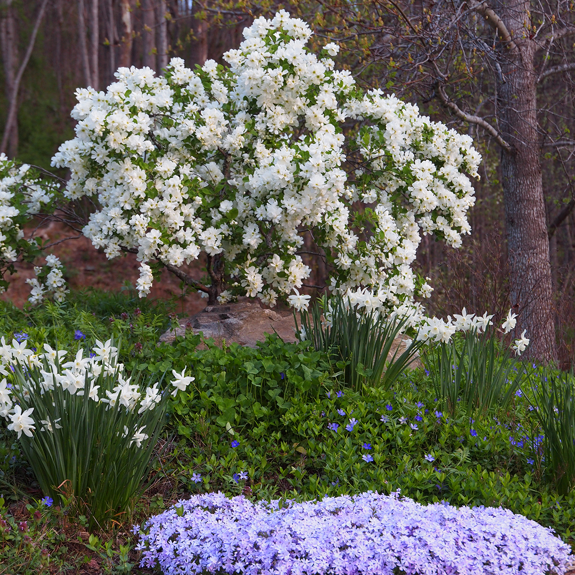 Snow Day Blizzard Exochorda heavily blooming in the landscape